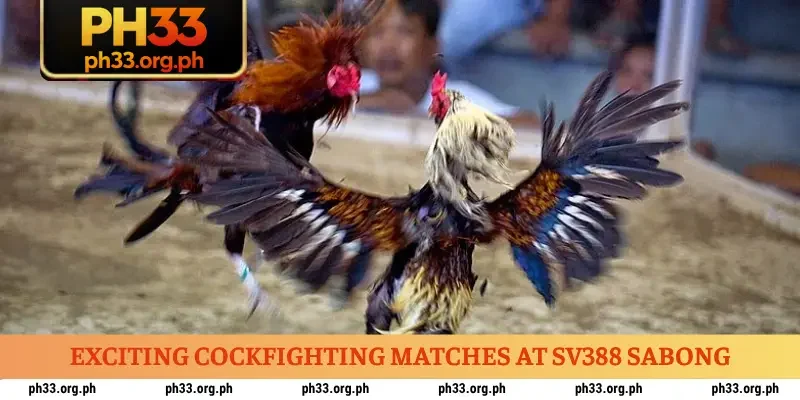 Exciting cockfighting matches at SV388 Sabong