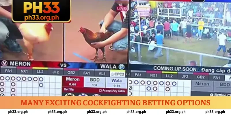 Many exciting cockfighting betting options